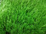 Football Grass New